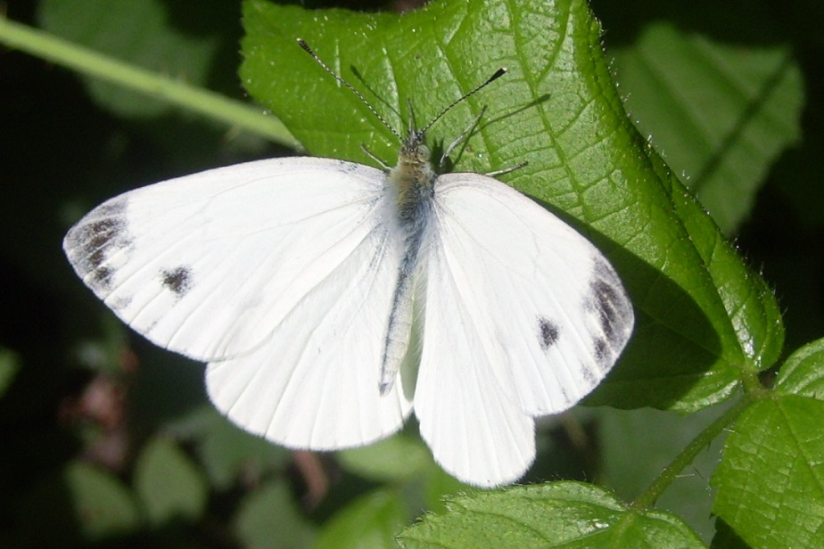 Pieris rapae?